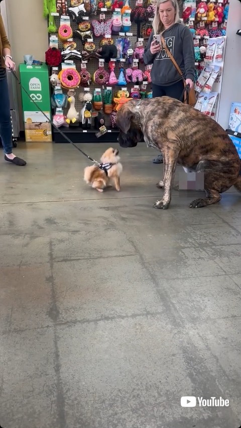 見つめ合う2匹の犬