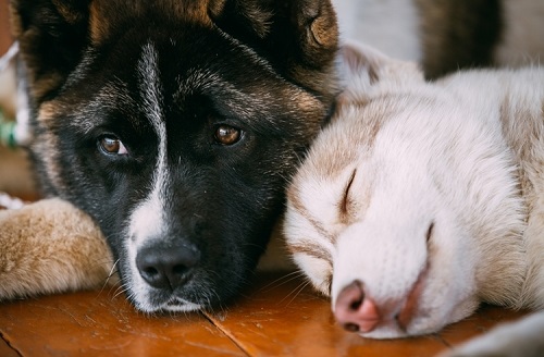 ペット手帳　ベストショット