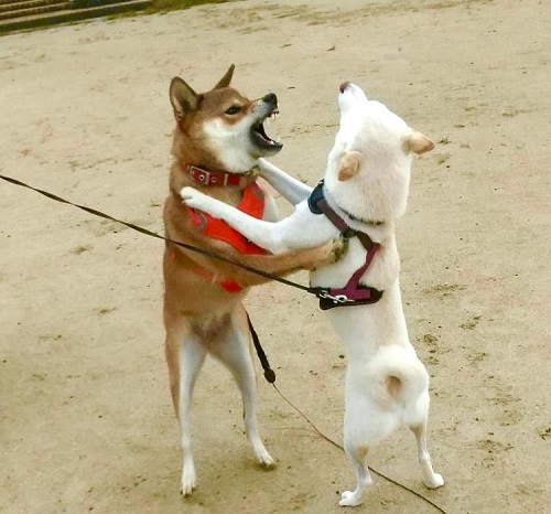 ペット手帳　ベストショット