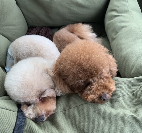 ペット手帳　ベストショット