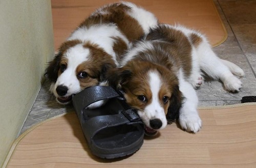 ペット手帳　ベストショット