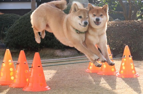 ペット手帳　ベストショット