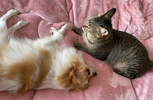 ペット手帳　ベストショット