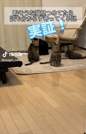 眠そうな猫見てたら寄ってくる説