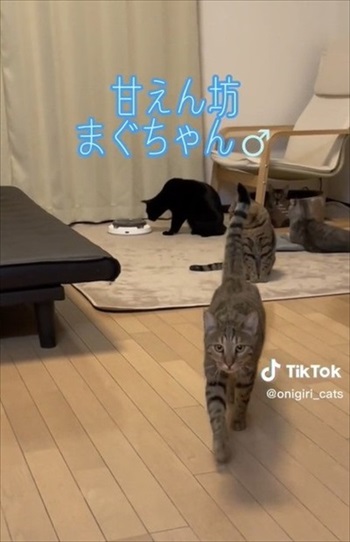 寄ってくる猫
