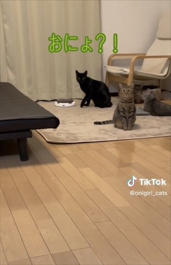 顔を上げる猫