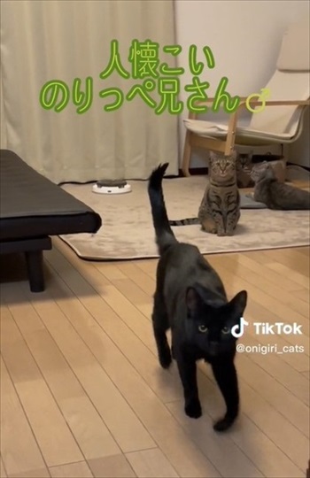 寄ってくる猫