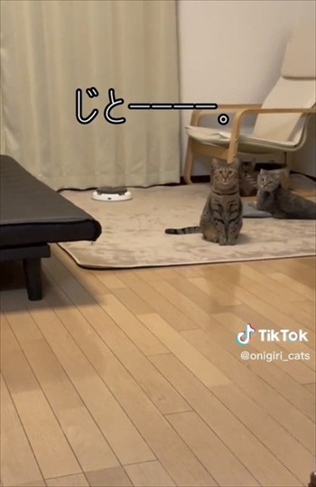 見つめる猫