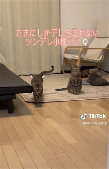 寄ってくる猫