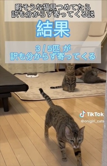 寄ってくる猫
