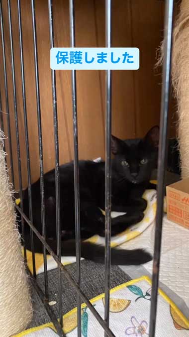 保護直後の黒猫