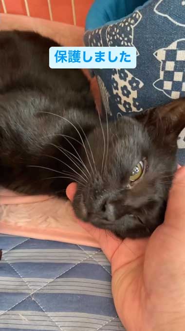 人に慣れている黒猫