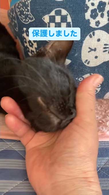 うれしそうな黒猫