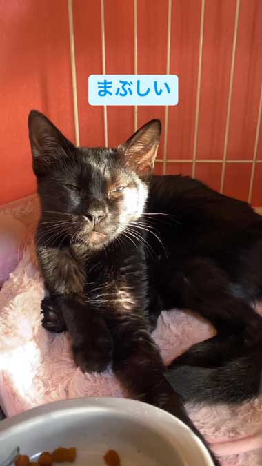 保護された黒猫のムーン