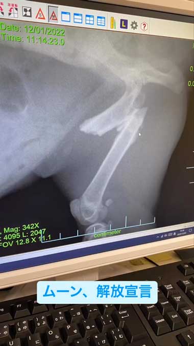 黒猫のレントゲン写真