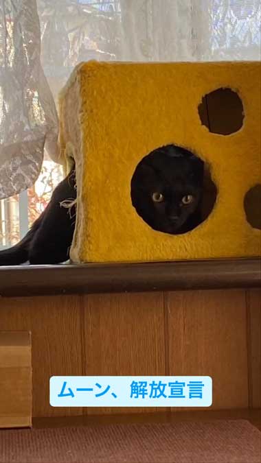 通院を終えた黒猫