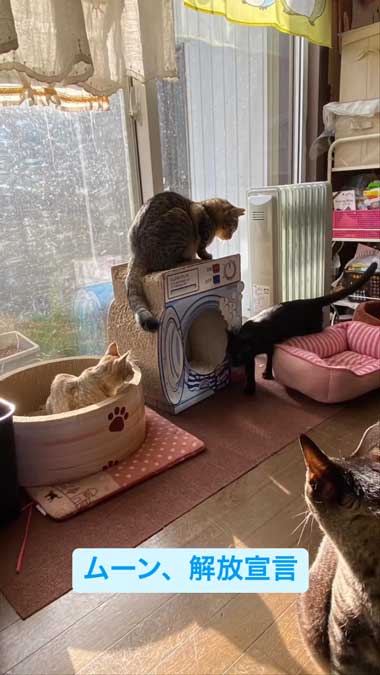 先住猫とふれあう黒猫