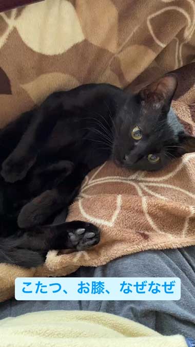 甘える黒猫