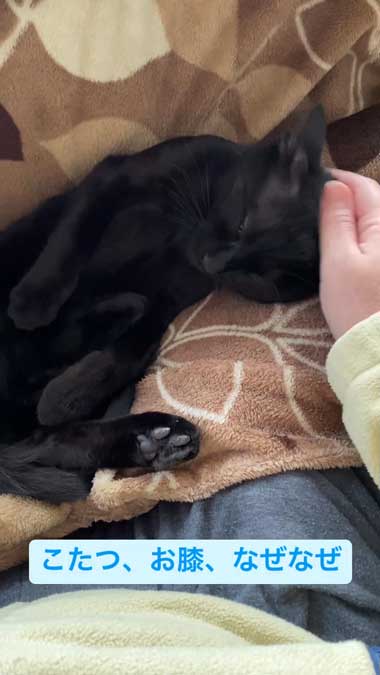 幸せそうな黒猫