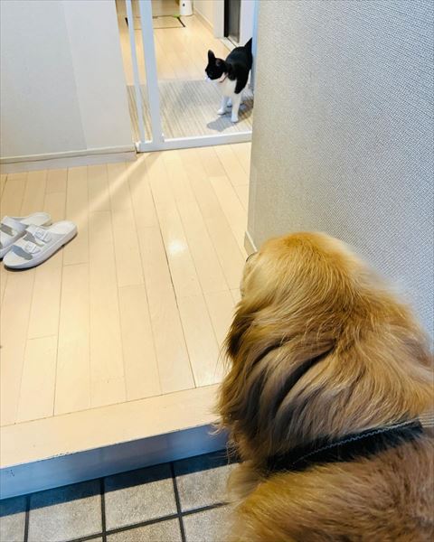 玄関でそっぽ向く猫ちゃん