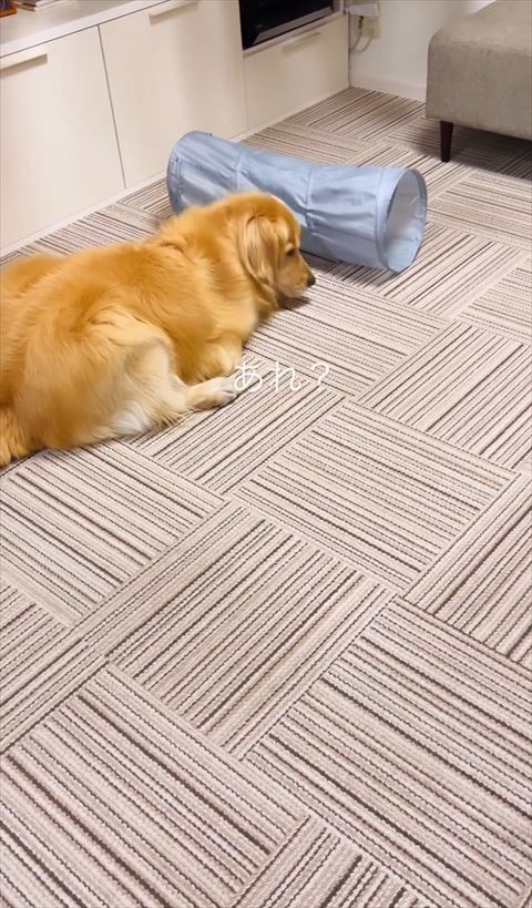 トンネルを前に下向くワンコ