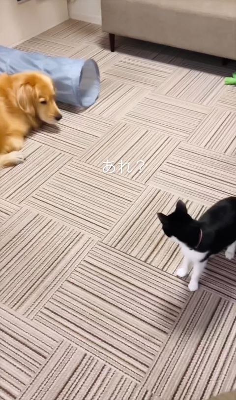 ワンコと猫目が合う