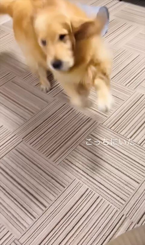 こっちにいたテロップ