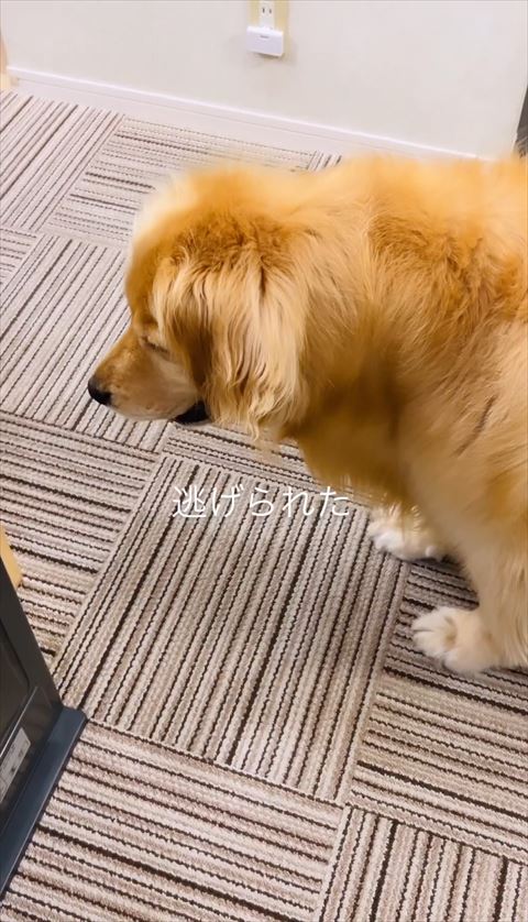 逃げられたテロップ