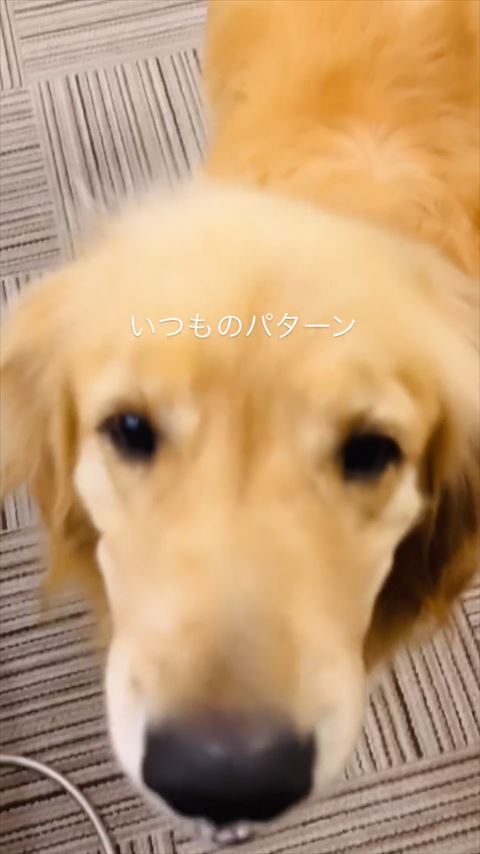 アップのワンコ