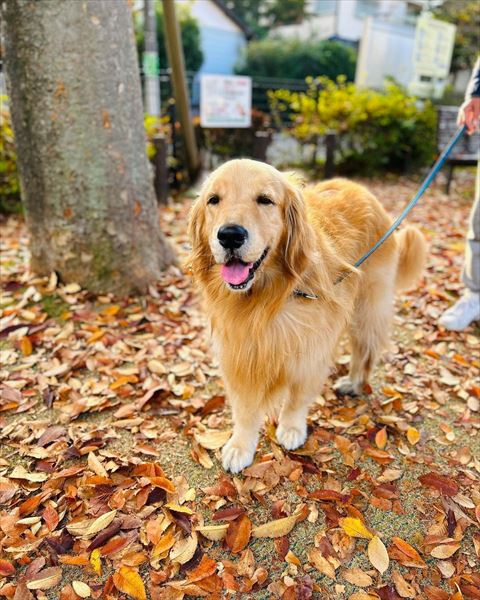 笑顔で散歩するワンコ