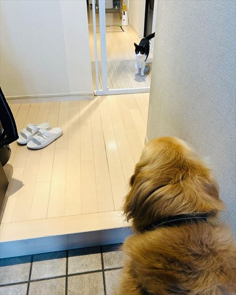 玄関でワンコ見てる猫