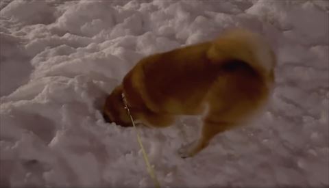 雪穴に頭ツッコむ