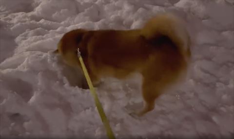 左前足で穴掘り