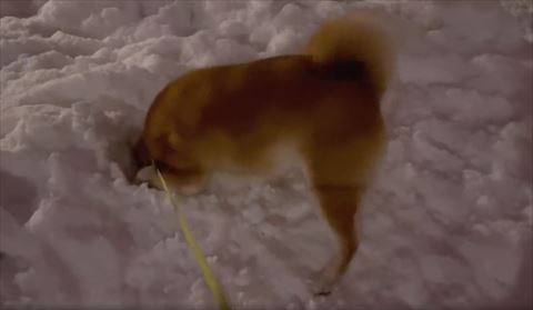 後ろ足伸ばして穴に顔ツッコむ