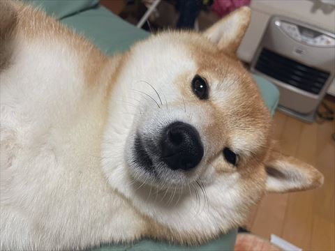 寝転ぶ柴犬アップ