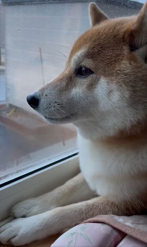 窓見るワンコ横顔
