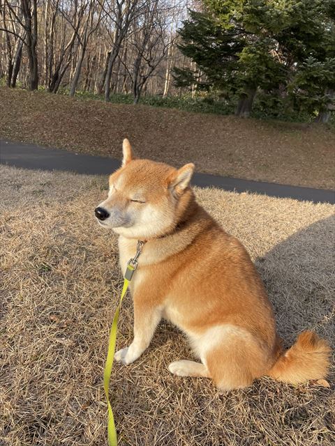 散歩中に目を瞑るワンコ