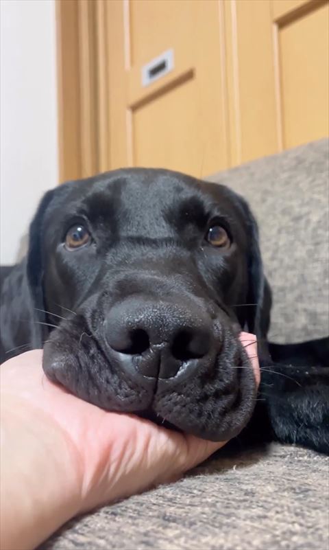 アゴ乗せワンコ