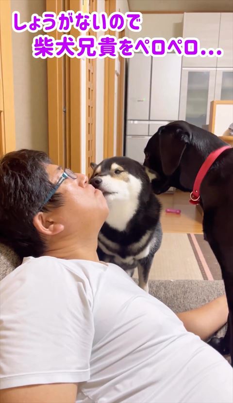 柴犬兄貴をぺろぺろテロップ