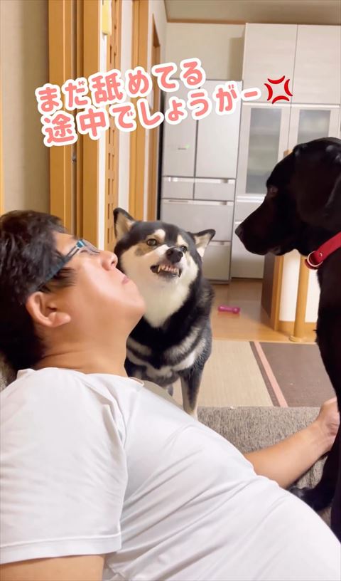 途中でしょうがテロップと柴犬