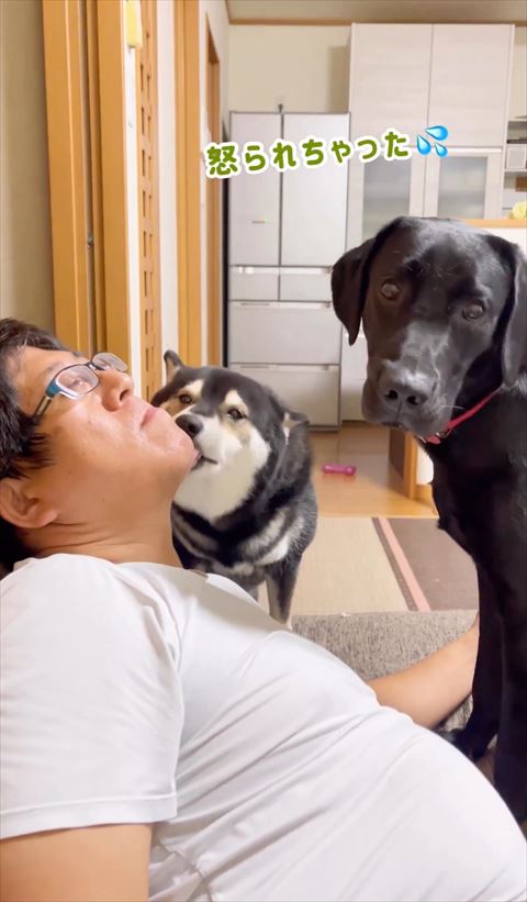 怒られちゃったテロップと柴犬