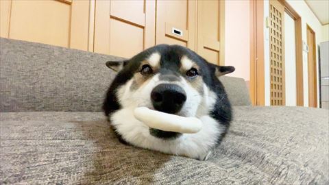 何かくわえてるワンコ