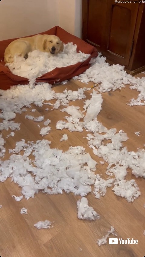 部屋を荒らした後の犬