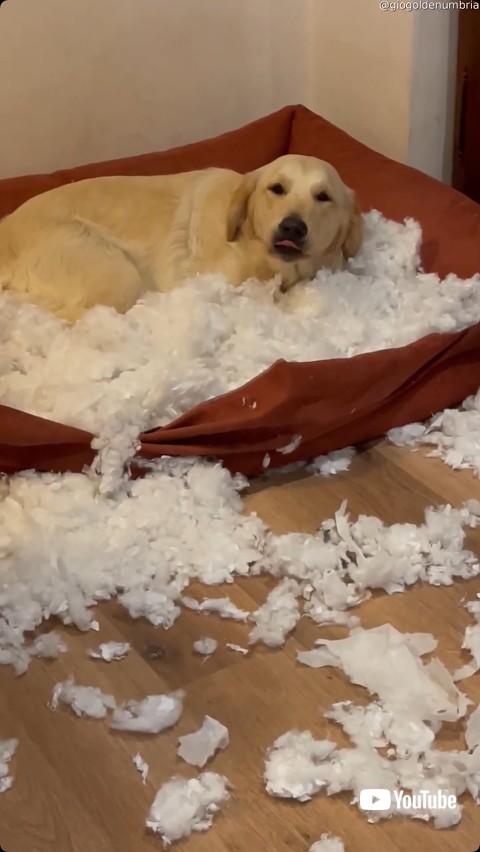 部屋を荒らした後の犬のアップ