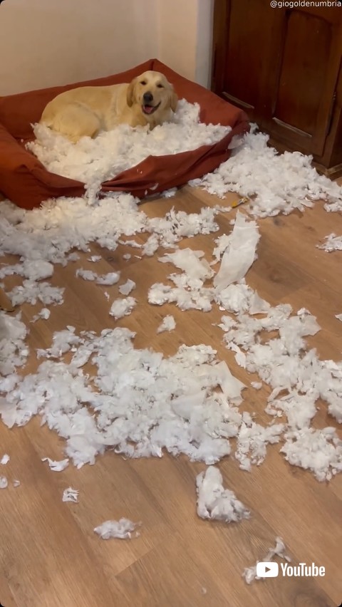 部屋を荒らして上機嫌の犬