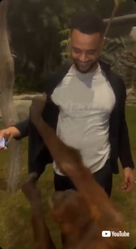 ジャケットを脱がすオランウータン