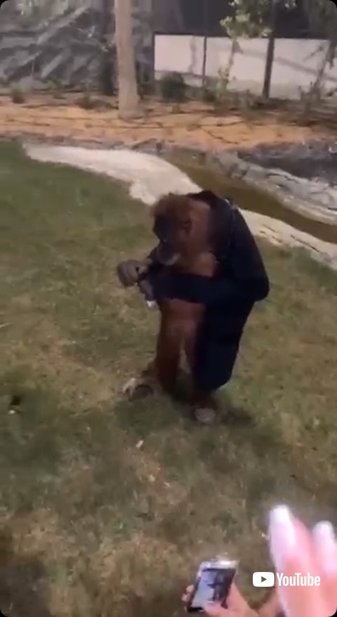 ジャケットを着るオランウータン