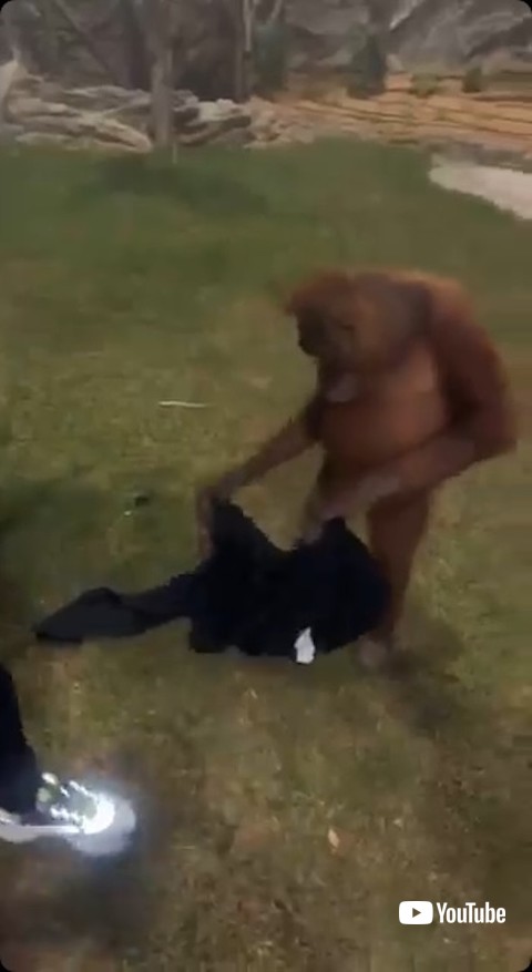 ジャケットを手にするオランウータン