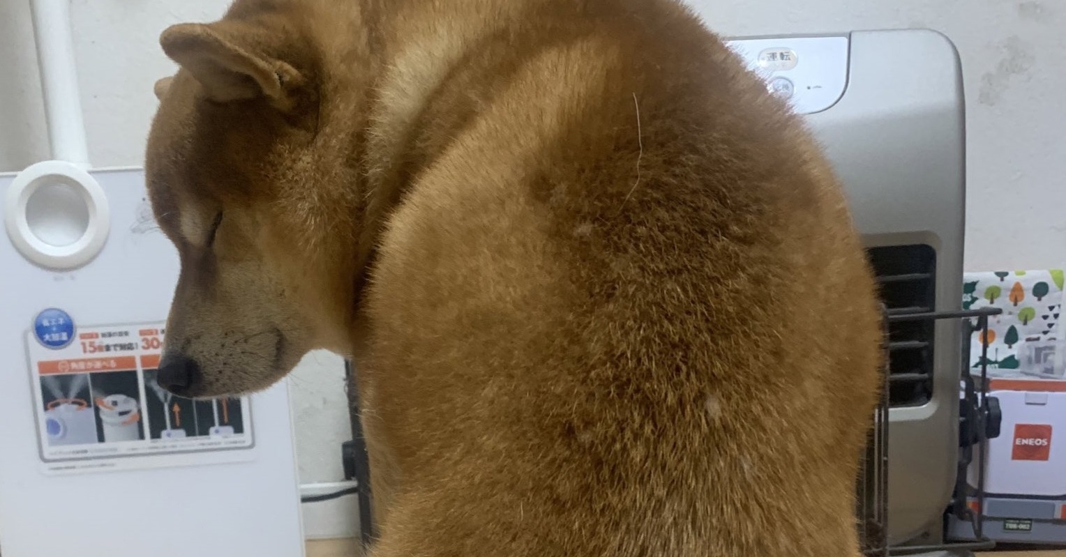 ヒーターの前を陣取る柴犬から、いびきが聞こえてきて……　座ったまま寝落ちする姿がぽかぽかでかわいい | ねとらぼ