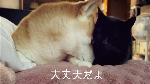 柴と猫